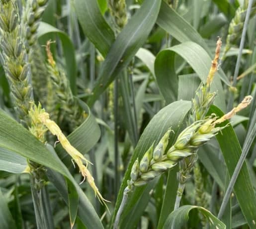 Фузаріоз колоса пшениці в сезоні 2021 фото 3 LNZ Group