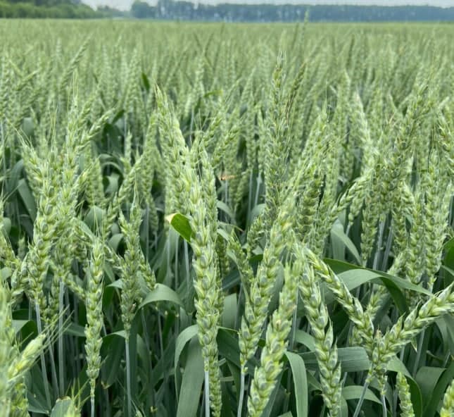 Фузаріоз колоса пшениці в сезоні 2021 фото 4 LNZ Group
