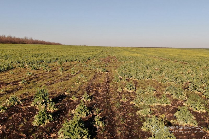 Критерії успішної перезимівлі ріпаку та помилки в осінньому догляді посівів фото 3 LNZ Group