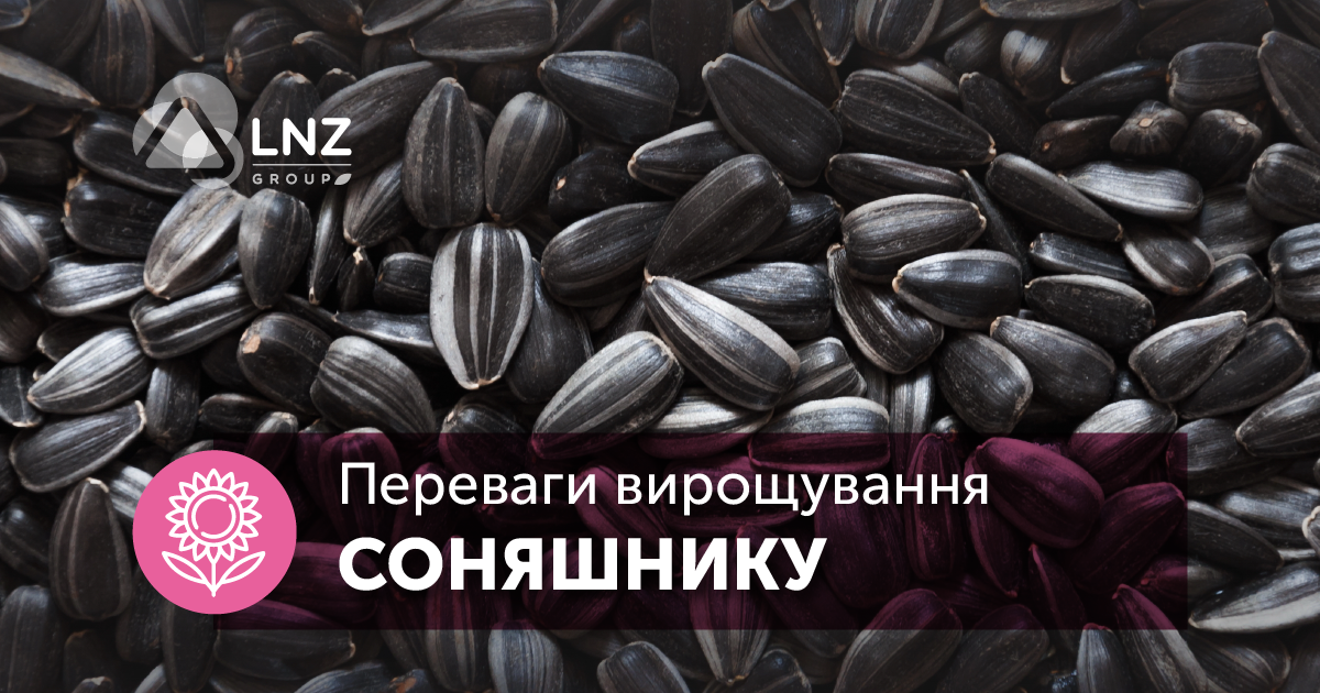 Соняшник став однією з найрентабельніших культур: переваги вирощування олійної фото 1 LNZ Group