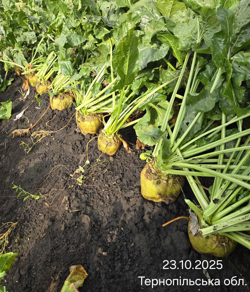 Гібриди для новітніх технологій і кліматичних ризиків: як змінюється селекція цукрових буряків фото 2 LNZ Group