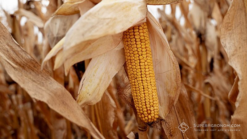 Фактори що впливають на вибір ФАО кукурудзи фото 1 LNZ Group