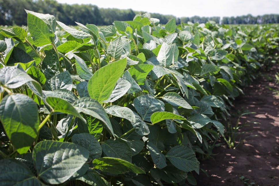 Погодна пастка: через погану перезимівлю озимих аграрії можуть розширити площі під соєю фото 3 LNZ Group