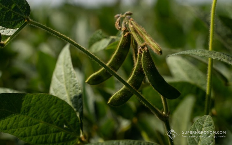 Хвороби насіння сої: на що звертати увагу та як запобігти? фото 5 LNZ Group