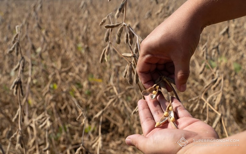 Хвороби насіння сої: на що звертати увагу та як запобігти? фото 4 LNZ Group