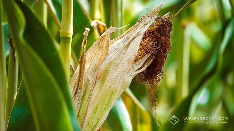 Результати агросезону 2020: Які гібриди кукурудзи показали себе найкраще? фото 9 LNZ Group