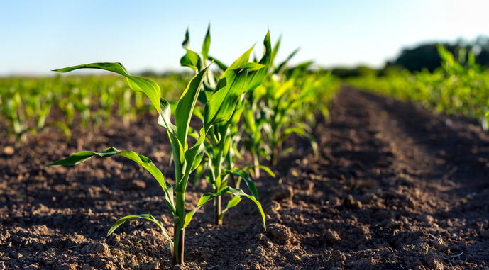 Відмінності та переваги силосних гібридів фото 1 LNZ Group