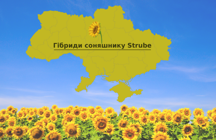 Ріст та розвиток гібридів соняшнику Strube на Черкащині фото 1 LNZ Group