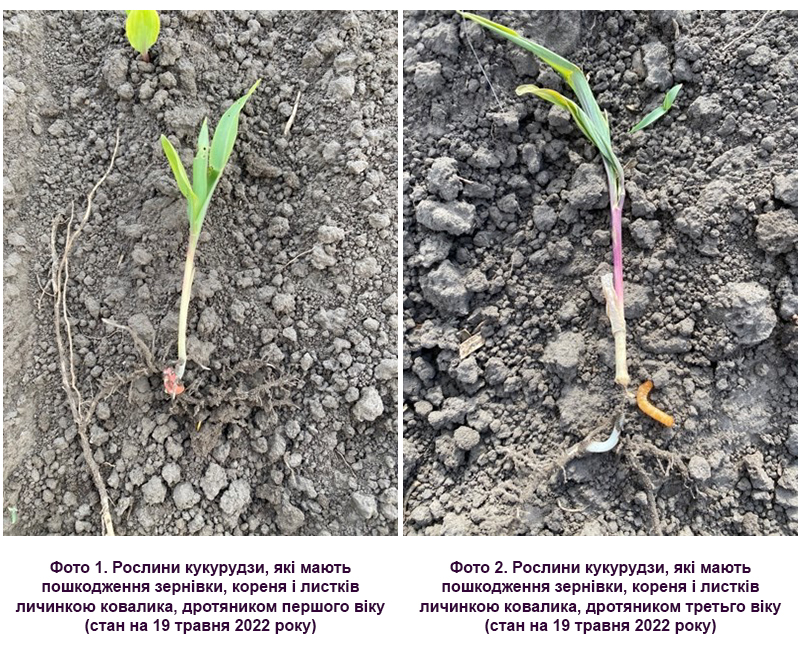 Посіви кукурудзи і соняшника у Київській і Чергінівській області атакують дротяники фото 1 LNZ Group