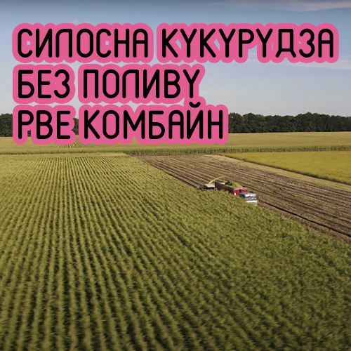 Секрети кукурудзяного успіху: силосна кукурудза без поливу. Запитання для досвідчених фото 1 LNZ Group