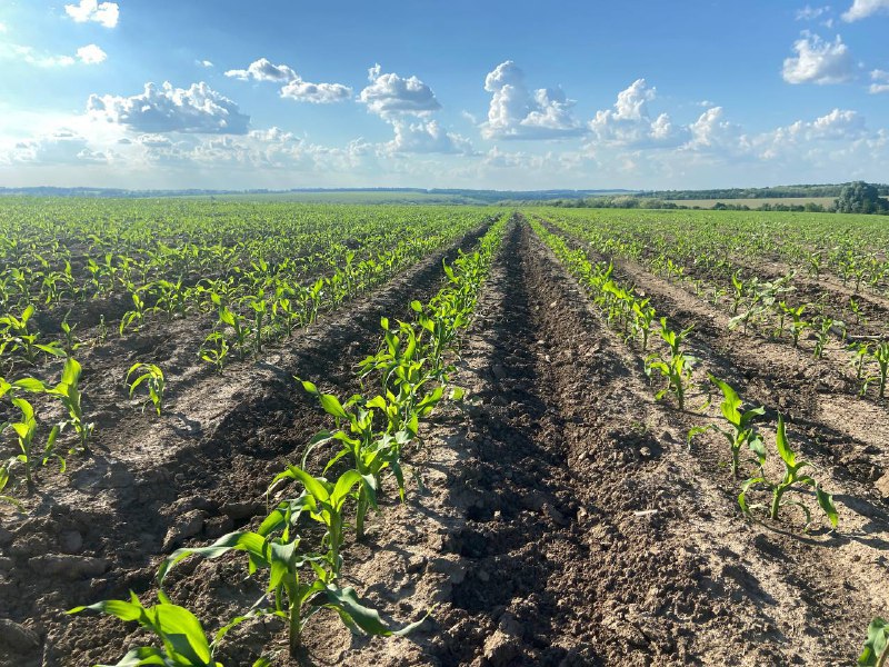Чисте поле до 7 листка: особливості вирощування кукурудзи в умовах посівної-2022 фото 3 LNZ Group