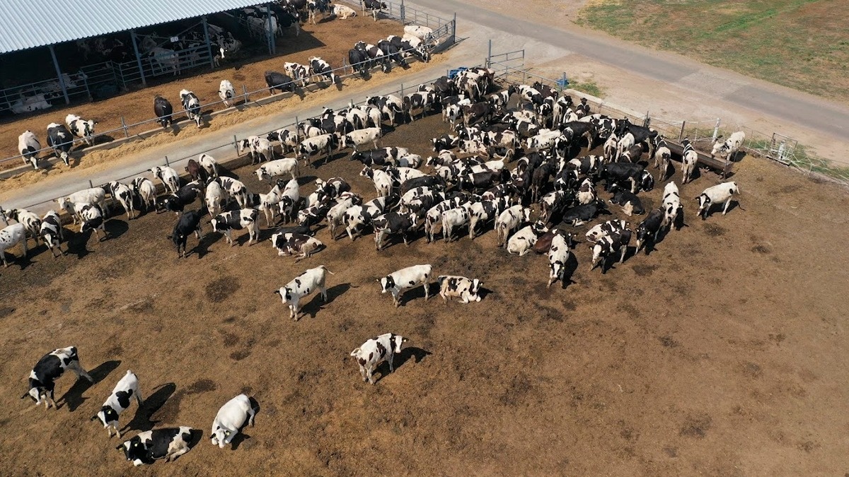 Silage Workshop: ідеальний набір техніки для силосування фото 4 LNZ Group