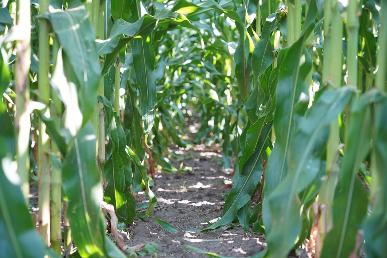 Через посуху аграрії залишають силосну кукурудзу на зерно фото 1 LNZ Group