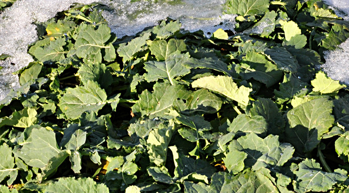 Погодні гойдалки призвели до нестабільного проведення регуляції ростових процесів ріпаку фото 1 LNZ Group