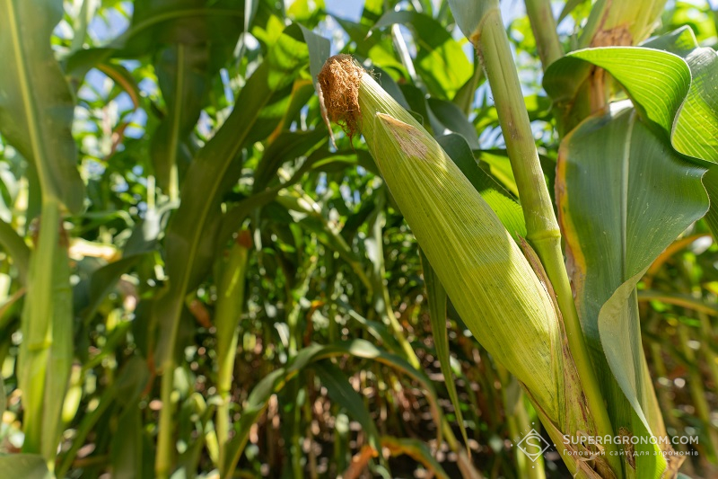 Правила розрахунку норм висіву кукурудзи в різних ґрунтово-кліматичних зонах фото 3 LNZ Group