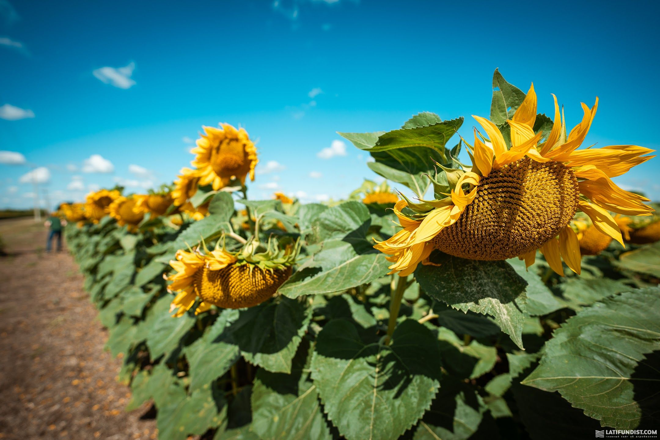 Кожна вкладена гривня принесе прибуток: хто створює додану вартість господарства фото 2 LNZ Group