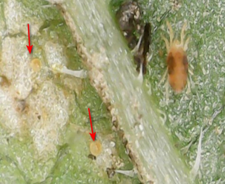 Ґрунтові гербіциди в умовах посухи: чому «менша ефективність» краща за повну її відсутність фото 5 LNZ Group