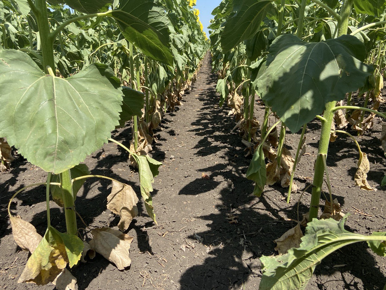 Ґрунтові гербіциди в умовах посухи: чому «менша ефективність» краща за повну її відсутність фото 4 LNZ Group