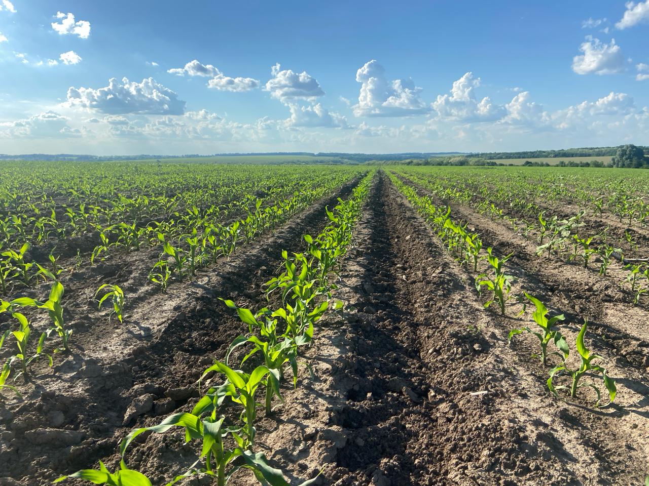 Ґрунтові гербіциди в умовах посухи: чому «менша ефективність» краща за повну її відсутність фото 3 LNZ Group