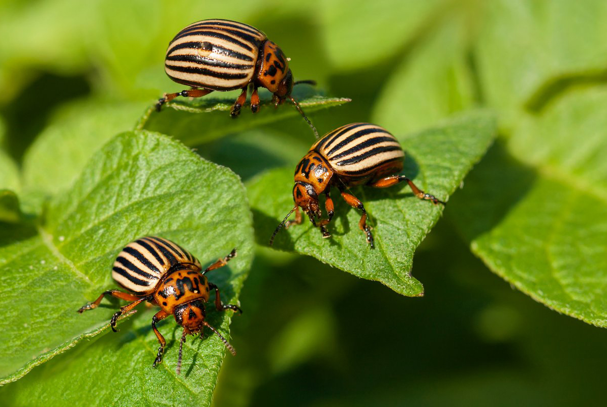 Фахівці порадили дієві інсектициди проти колорадського жука фото 1 LNZ Group