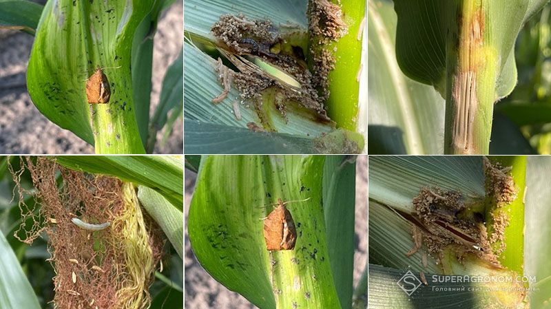Найнебезпечніший шкідник кукурудзи знову активізувався фото 1 LNZ Group
