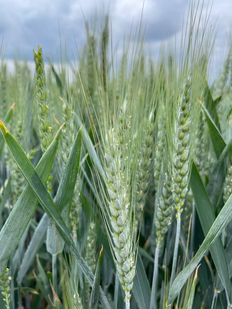 Вибір насіння озимої пшениці. Демонстрація результатів з поля фото 3 LNZ Group