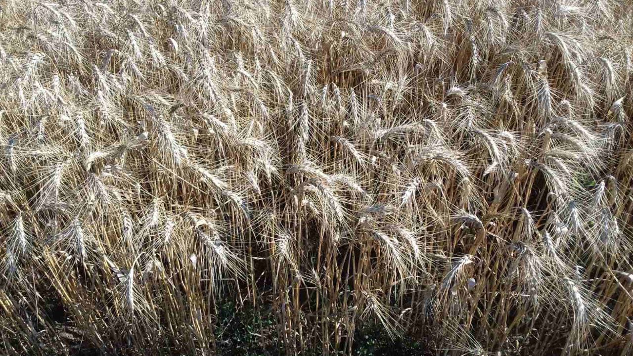Погода спровокувала розвиток альтернаріозу пшениці фото 1 LNZ Group