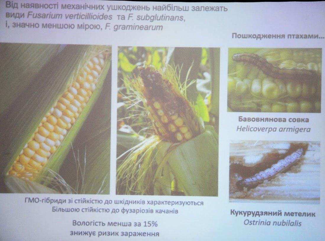 Хвороби кукурудзи: шкодочинність, небезпека, можливості та заходи боротьби фото 5 LNZ Group